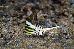 Graphium androcles