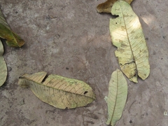 Duabanga grandiflora