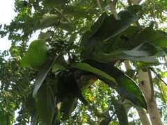 Duabanga grandiflora