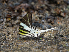Graphium androcles