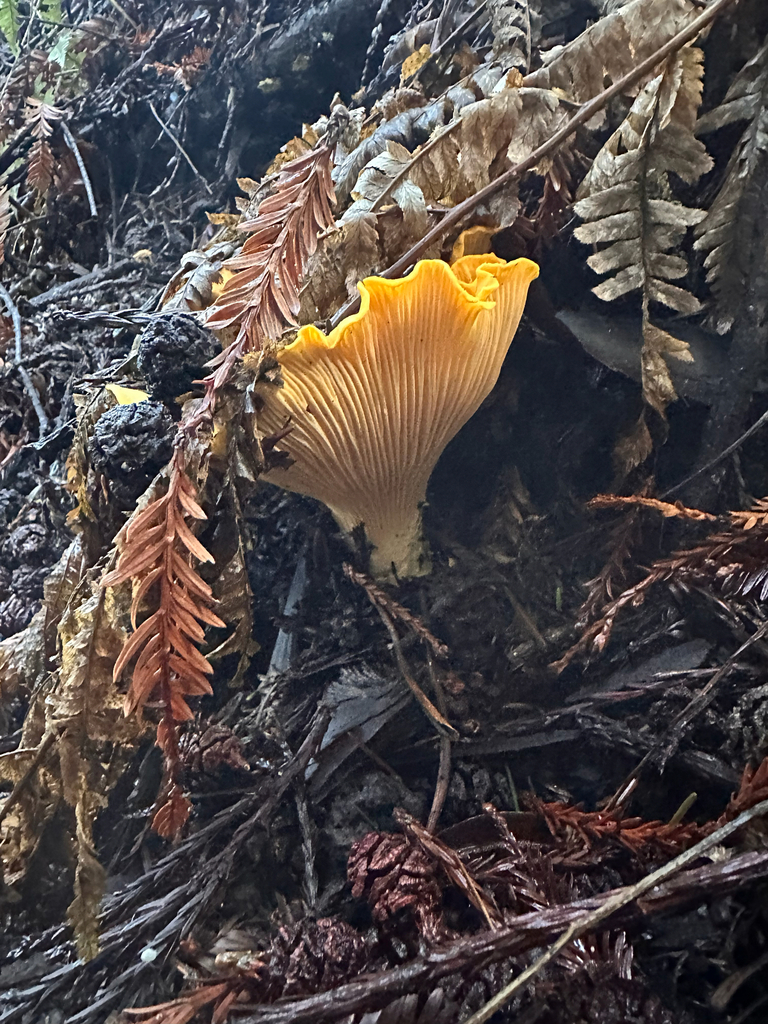 Cantharellus californicus · December 2025 · photo: © mushroomshindig (iNaturalist, cc-by)