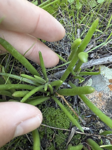 Dudleya multicaulis