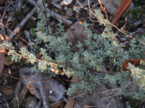 Basil-leaved Rockrose (Cistus ocymoides)