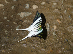Graphium androcles