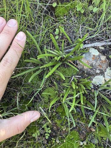 Dudleya multicaulis