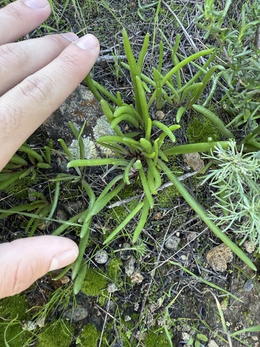 Dudleya multicaulis