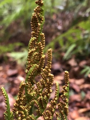 Sceptridium daucifolium