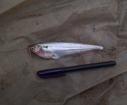 Butter Catfish