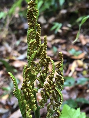 Sceptridium daucifolium