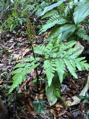 Sceptridium daucifolium