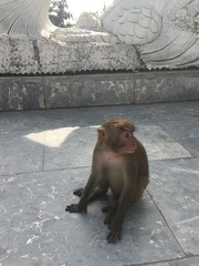 Macaca mulatta