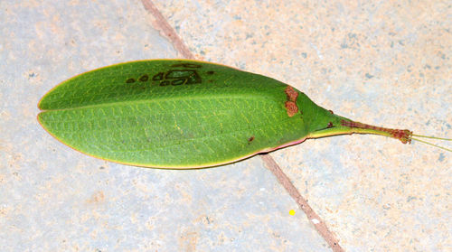 Phyllozelus