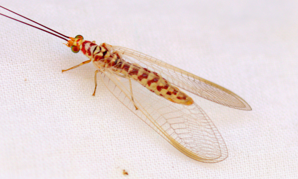 Ant-loving Lacewings