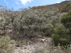 Alectryon oleifolius