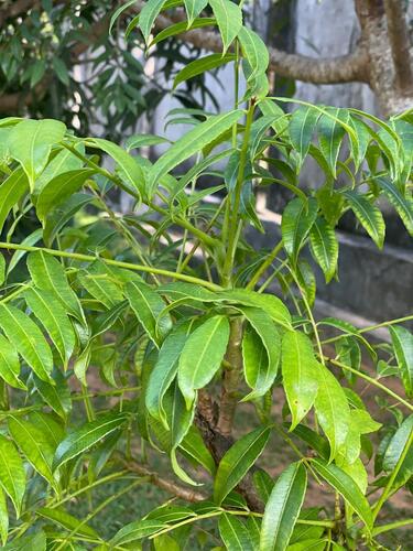 Spondias pinnata observed 2025-12-29
