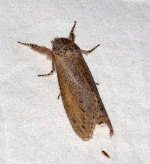 Phragmataecia parvipuncta