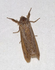 Phragmataecia parvipuncta