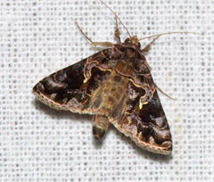 Ctenoplusia furcifera