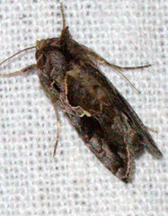 Ctenoplusia furcifera