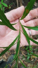 Grevillea longifolia
