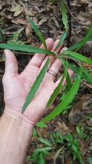 Grevillea longifolia