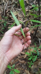 Grevillea longifolia