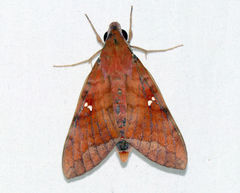 Nephele hespera