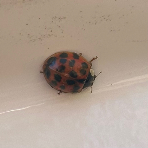 Asian Lady Beetle