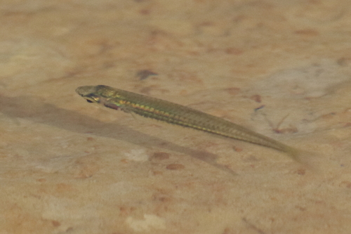 Flyspecked hardyhead (Craterocephalus stercusmuscarum) — Atherinidae — 5