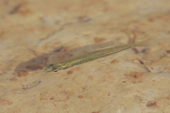 Fly-Speckled Hardyhead photo 5