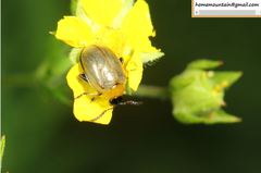 Nonarthra postfasciata