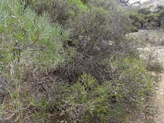 Alectryon oleifolius