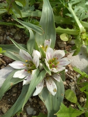 Colchicum palaestinum