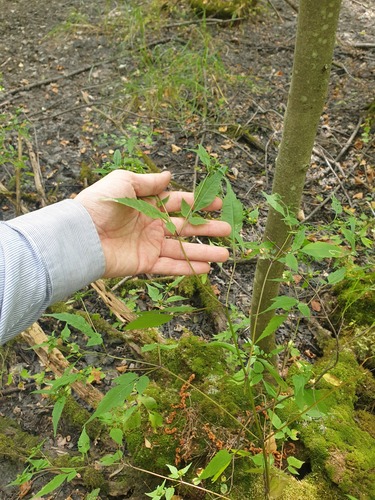 swamp beggarticks (Bidens discoidea)