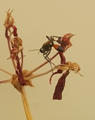Podalonia tydei suspiciosa