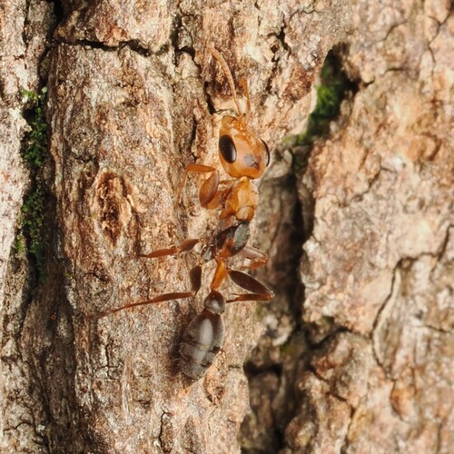 斑伪切叶蚁Pseudomyrmex maculatus
