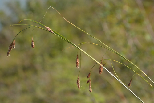 Carex petricosa