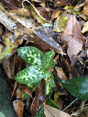 Goodyera daibuzanensis