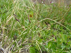 Carex macrogyna