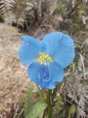 Commelina tuberosa, photograph (c) Matias Baranzelli, some rights reserved (CC BY)