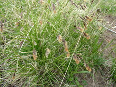 Carex macrogyna