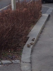 Passer domesticus