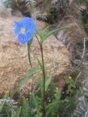 Commelina tuberosa, photograph (c) Matias Baranzelli, some rights reserved (CC BY)