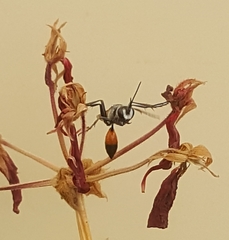Podalonia tydei suspiciosa