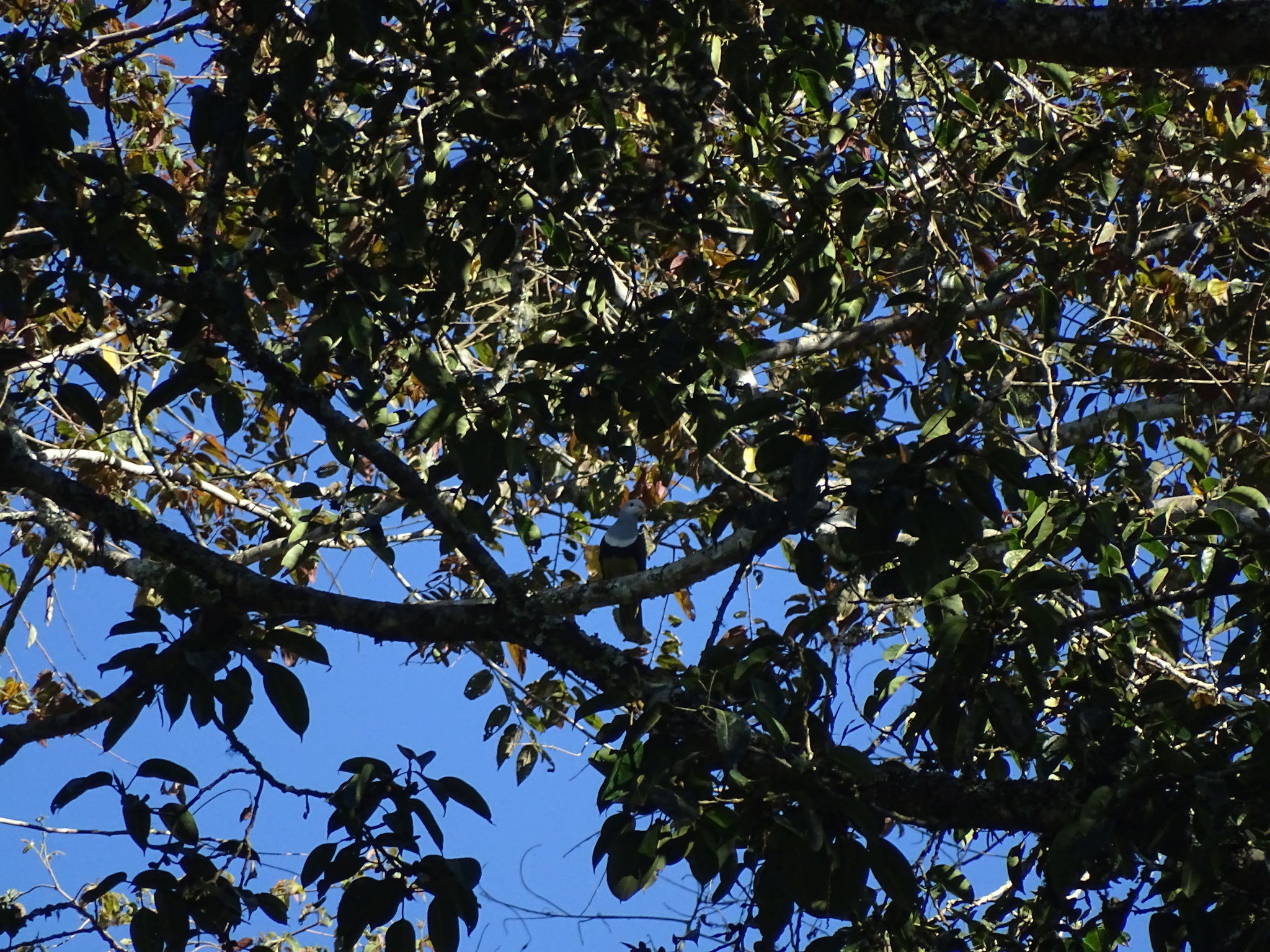 Banded Fruit Dove (Ptilinopus cinctus), photo 5