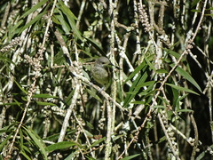 Lichmera indistincta limbata