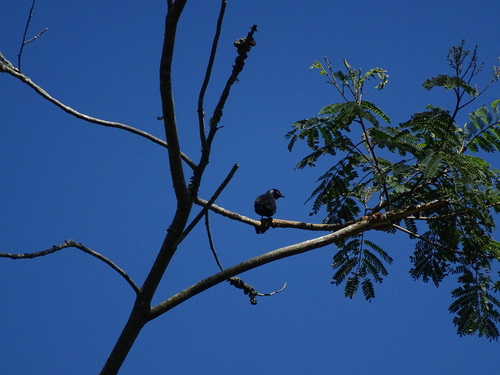 Short-tailed Starling (Aplonis minor), photo 6