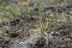 Carex macrogyna