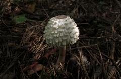 Leucoagaricus nympharum