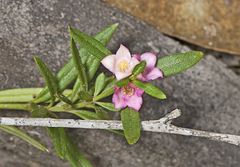 Cyanothamnus polygalifolius